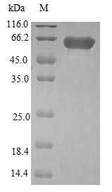 Greater than 90% as determined by SDS-PAGE.Recombinant Human Pleckstrin Homology Domain-Containing Family F Member 2 (PLEKHF2) Protein (GST)
