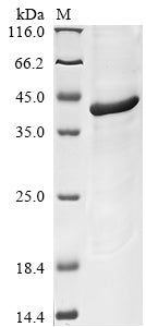 Greater than 85% as determined by SDS-PAGE.