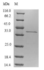 Greater than 90% as determined by SDS-PAGE.Recombinant Human P53-Regulated Apoptosis-Inducing Protein 1 (TP53AIP1) Protein (GST)