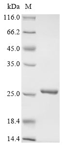 Greater than 90% as determined by SDS-PAGE.