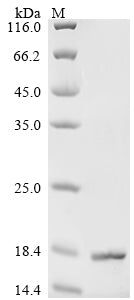 Greater than 90% as determined by SDS-PAGE.