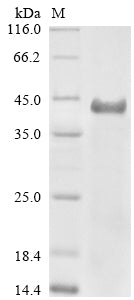 Greater than 90% as determined by SDS-PAGE.Recombinant Mouse Transmembrane Protease Serine 2 (TMPRSS2) Protein (His)