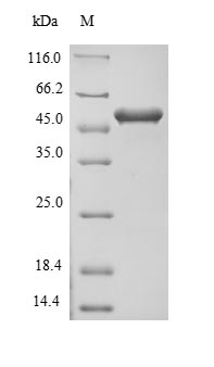 Greater than 90% as determined by SDS-PAGE.