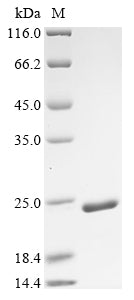 Greater than 90% as determined by SDS-PAGE.Recombinant Mouse Chromatin Accessibility Complex Protein 1 (CHRAC1) Protein (His&Myc)