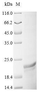 Greater than 85% as determined by SDS-PAGE.Recombinant Staphylococcus Aureus Immunodominant Staphylococcal Antigen B (ISAB) Protein (His&Myc)