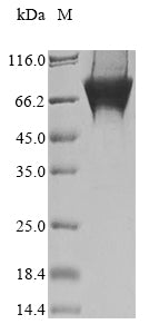 Greater than 90% as determined by SDS-PAGE.