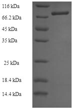 Greater than 90% as determined by SDS-PAGE.Recombinant Human Thioredoxin Reductase 2, Mitochondrial (TXNRD2) Protein (His-SUMO)