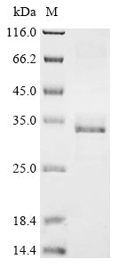 Greater than 85% as determined by SDS-PAGE.Recombinant Human Podocin (NPHS2) Protein (His&Myc)
