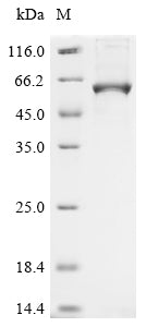 Greater than 90% as determined by SDS-PAGE.