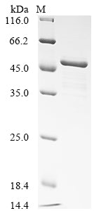 Greater than 85% as determined by SDS-PAGE.