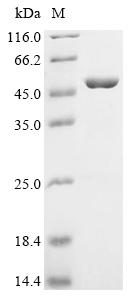 Greater than 90% as determined by SDS-PAGE.