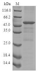 Greater than 90% as determined by SDS-PAGE.