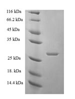 Greater than 90% as determined by SDS-PAGE.