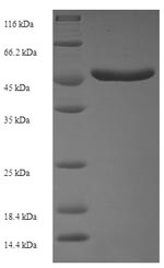 Greater than 90% as determined by SDS-PAGE.