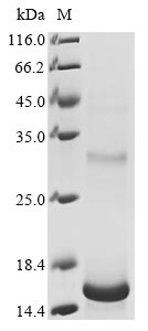 Greater than 90% as determined by SDS-PAGE.