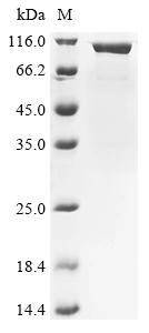 Greater than 85% as determined by SDS-PAGE.