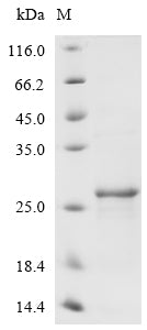 Greater than 85% as determined by SDS-PAGE.Recombinant Mouse Heme-Binding Protein 1 (HEBP1) Protein (His)