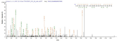 Based on the SEQUEST from database of E.coli host and target protein, the LC-MS/MS Analysis result of this product could indicate that this peptide derived from E.coli-expressed Sus scrofa (Pig) CLCA1.Recombinant Pig Calcium-Activated Chloride Channel Regulator 1 (CLCA1) Protein (His&Myc)