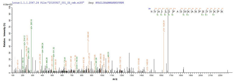 Based on the SEQUEST from database of E.coli host and target protein, the LC-MS/MS Analysis result of this product could indicate that this peptide derived from E.coli-expressed Sus scrofa (Pig) CLCA1.Recombinant Pig Calcium-Activated Chloride Channel Regulator 1 (CLCA1) Protein (His&Myc)