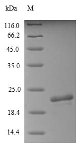 Greater than 85% as determined by SDS-PAGE.Recombinant Pig Calcium-Activated Chloride Channel Regulator 1 (CLCA1) Protein (His&Myc)