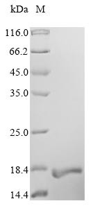 Greater than 90% as determined by SDS-PAGE.Recombinant Human Contactin-Associated Protein-Like 2 (CNTNAP2) Protein (His)