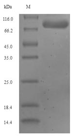 Greater than 90% as determined by SDS-PAGE.