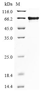 Greater than 85% as determined by SDS-PAGE.