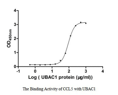 Activity Measured by its binding ability in a functional ELISA. Immobilized CCL5 at 2 μg/ml can bind human UBAC1, the EC 50 of human UBAC1 protein is 86.67-97.25 μg/ml.Recombinant Human Ubiquitin-Associated Domain-Containing Protein 1 (UBAC1) Protein (GST), Active