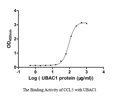 Activity Measured by its binding ability in a functional ELISA. Immobilized CCL5 at 2 μg/ml can bind human UBAC1, the EC 50 of human UBAC1 protein is 86.67-97.25 μg/ml.Recombinant Human Ubiquitin-Associated Domain-Containing Protein 1 (UBAC1) Protein (GST), Active