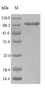 Greater than 85% as determined by SDS-PAGE.Recombinant Human Ubiquitin-Associated Domain-Containing Protein 1 (UBAC1) Protein (GST), Active