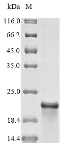 Greater than 85% as determined by SDS-PAGE.
