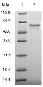 Greater than 90% as determined by SDS-PAGE.Recombinant Human Apoptosis Facilitator Bcl-2-Like Protein 14 (BCL2L14) Protein (GST)