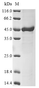 Greater than 85% as determined by SDS-PAGE.Recombinant Mouse F-Box Only Protein 32 (FBXO32) Protein (His&Myc)