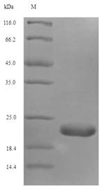 Greater than 90% as determined by SDS-PAGE.Recombinant Mouse Thioredoxin Domain-Containing Protein 12 (TXNDC12) Protein (His)