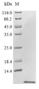 Greater than 85% as determined by SDS-PAGE.Recombinant Arabidopsis Thaliana Defensin-Like Protein 16 (PDF1.2A)
