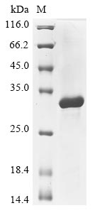 Greater than 85% as determined by SDS-PAGE.