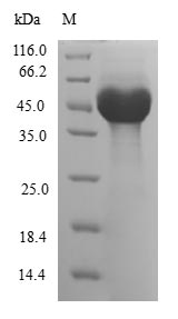 Greater than 90% as determined by SDS-PAGE.Recombinant Human Adp-Ribosylation Factor-Like Protein 6 (ARL6) Protein (GST)