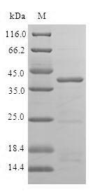 Greater than 85% as determined by SDS-PAGE.