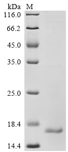 Greater than 85% as determined by SDS-PAGE.Recombinant Human Augurin (ECRG4) Protein (His&Myc)