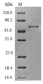 Greater than 90% as determined by SDS-PAGE.Recombinant Human Charged Multivesicular Body Protein 4B (CHMP4B) Protein (GST)