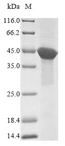 Greater than 85% as determined by SDS-PAGE.Recombinant Human Actin-Like Protein 8 (ACTL8) Protein (His&Myc)