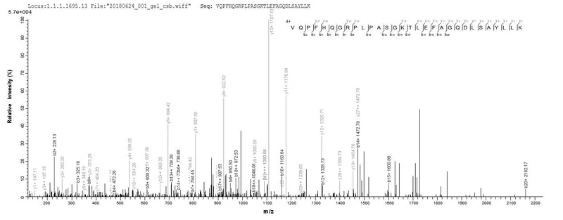 Based on the SEQUEST from database of E.coli host and target protein, the LC-MS/MS Analysis result of this product could indicate that this peptide derived from E.coli-expressed Homo sapiens (Human) ACTL8.