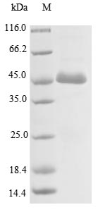 Greater than 85% as determined by SDS-PAGE.