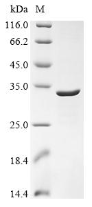 Greater than 85% as determined by SDS-PAGE.Recombinant Human Piezo-Type Mechanosensitive Ion Channel Component 2 (PIEZO2) Protein (His)