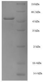 Greater than 90% as determined by SDS-PAGE.