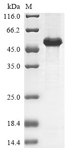 Greater than 85% as determined by SDS-PAGE.