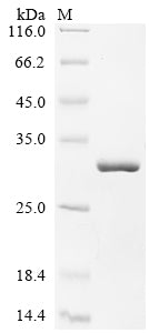 Greater than 90% as determined by SDS-PAGE.Recombinant Human Ropporin-1A (ROPN1) Protein (His)
