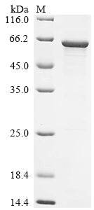 Greater than 90% as determined by SDS-PAGE.Recombinant Human O-phosphoseryl-tRNA (SEPSECS) Protein (His&Myc)