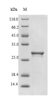 Greater than 90% as determined by SDS-PAGE.Recombinant Calloselasma Rhodostoma Snaclec Rhodocytin Subunit Alpha Protein (His-SUMO)