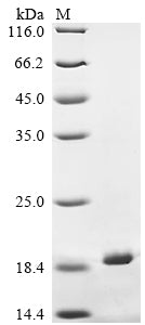 Greater than 90% as determined by SDS-PAGE.Recombinant Trachypithecus Cristatus Cytochrome C Oxidase Subunit 7A1, Mitochondrial (COX7A1) Protein (His-KSI)